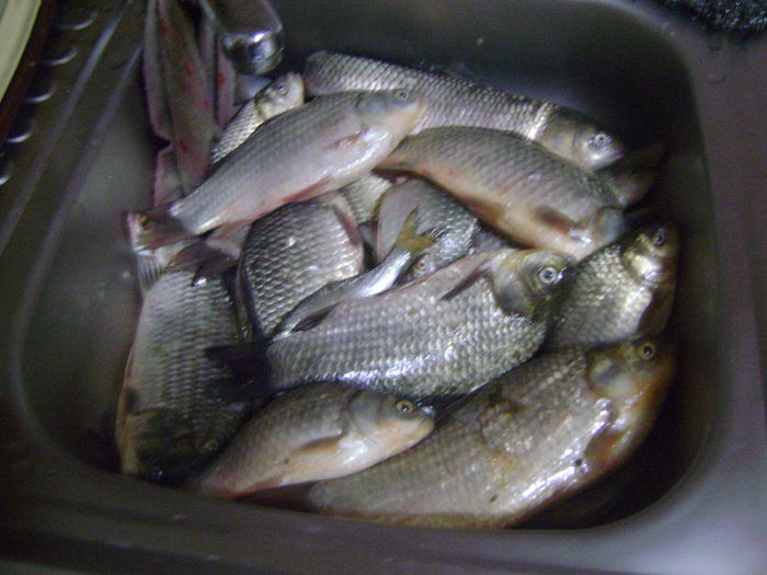 gurbanesti 03 08 2013 (1) - la pescuit 2013
