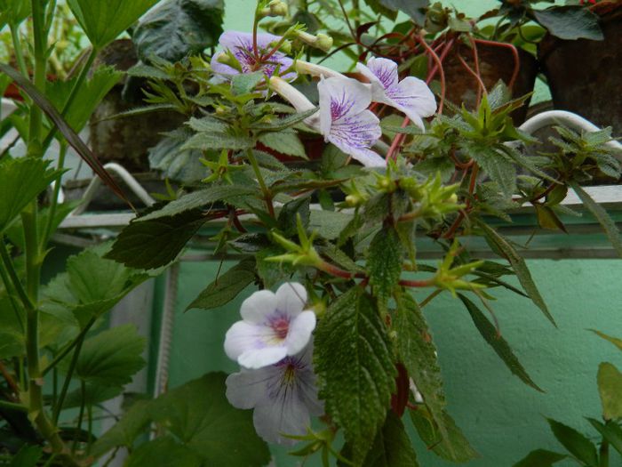 DSCN9558 - AUGUST 2013