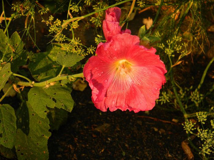 DSCN9568 - AUGUST 2013