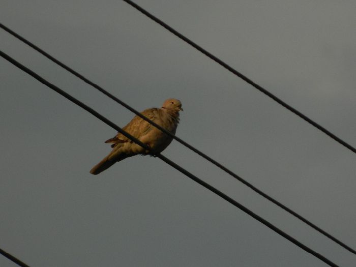 DSCN9571 - AUGUST 2013