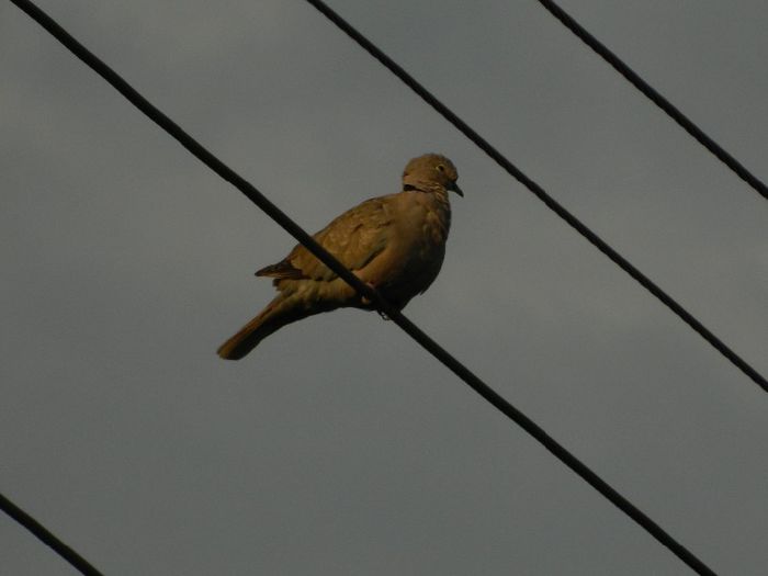 DSCN9579 - AUGUST 2013