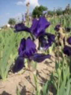 Iris germ. Black Dragon - OFERTA de irisi pentru 2013