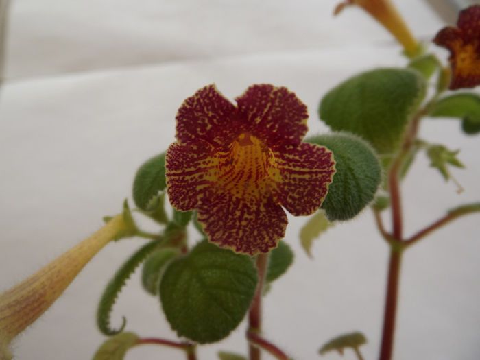 DSCF1040 - ACHIMENES
