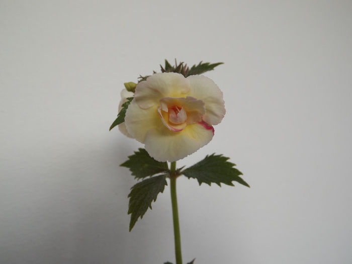 DSCF1001 - ACHIMENES