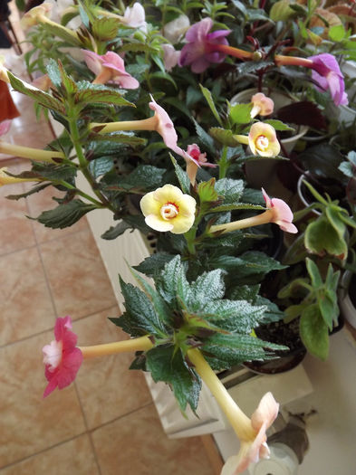 DSCF1021 - ACHIMENES