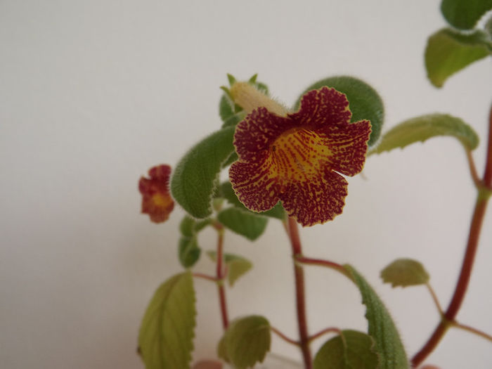 DSCF1031 - ACHIMENES