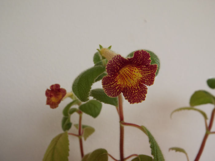 DSCF1033 - ACHIMENES