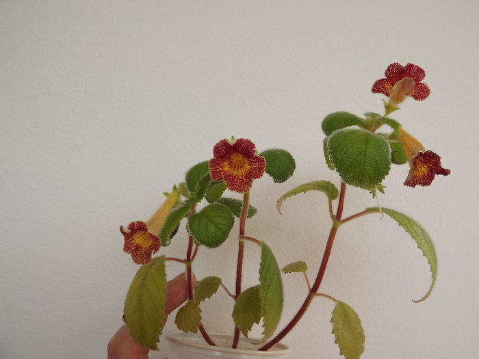 Antirhina - ACHIMENES