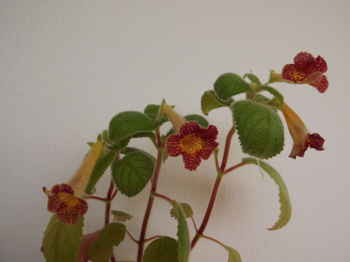 DSCF1038 - ACHIMENES