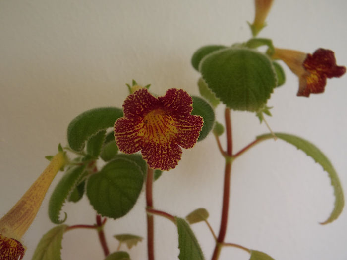 DSCF1039 - ACHIMENES