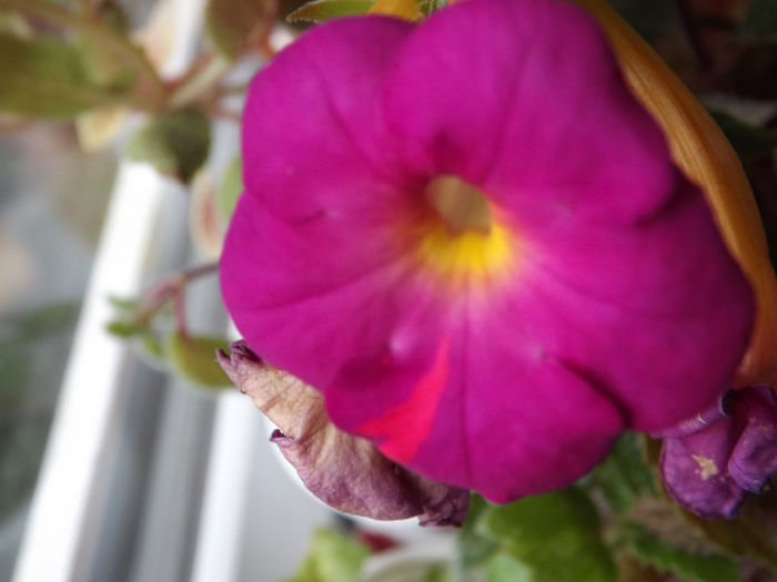 Elegance - ACHIMENES