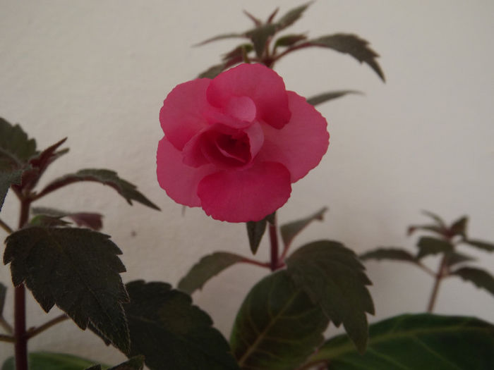 DSCF1075 - ACHIMENES
