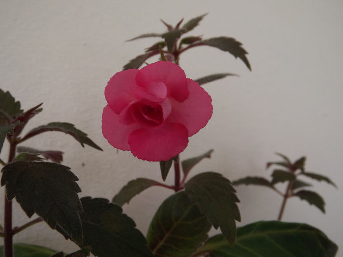 DSCF1076 - ACHIMENES