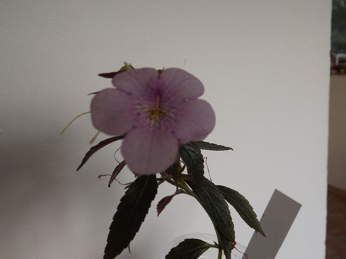 DSCF1256 - ACHIMENES