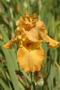 Iris germanica Penny a Pinch