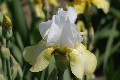 Iris germanica Pinnacle