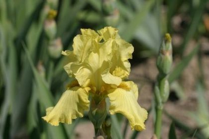 Iris germanica Pride of Ireland