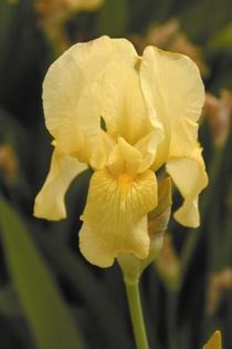 Iris intermedia Sangreal