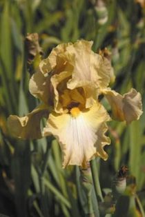 Iris germanica Sheer Poetry