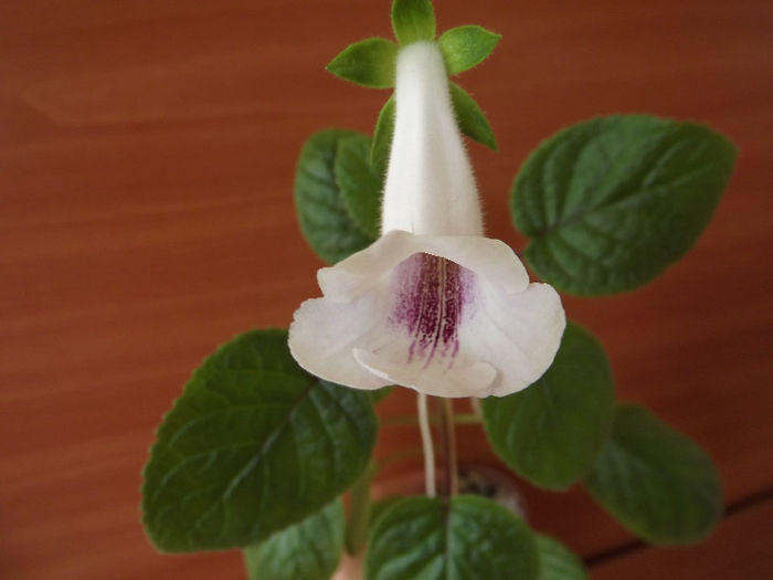 DSCF1016 - SINNINGII
