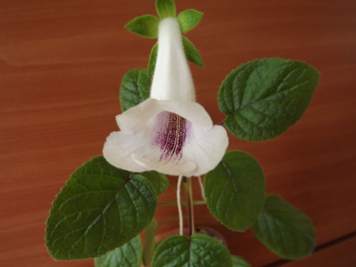 DSCF1017 - SINNINGII