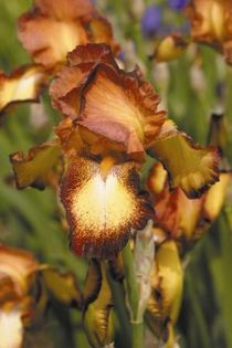 Iris germanica Spreckles