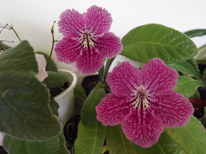 DSCF1025 - Streptocarpusi