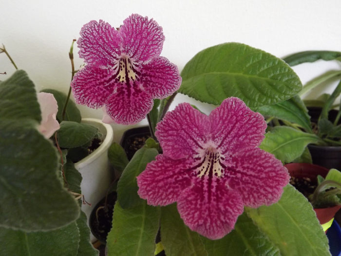 DSCF1024 - Streptocarpusi