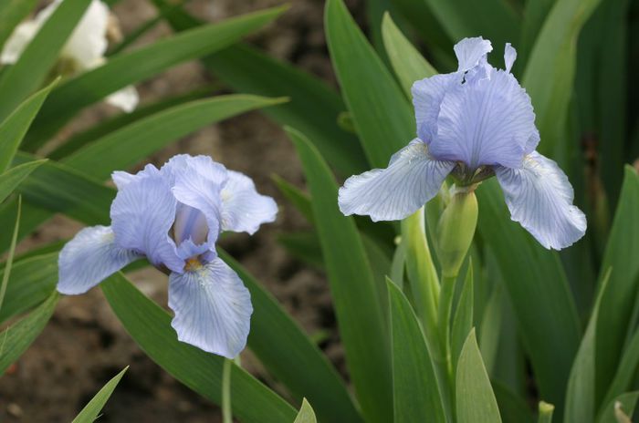 Iris pumilla