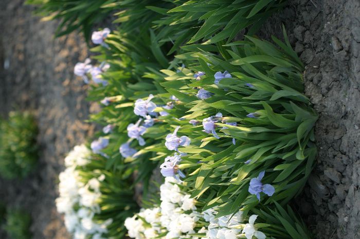 Iris pumilla