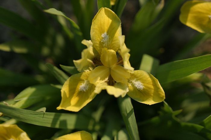 Iris pumila