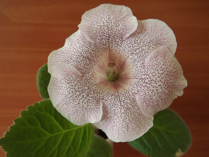 DSCF1027