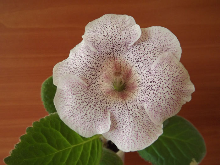DSCF1028