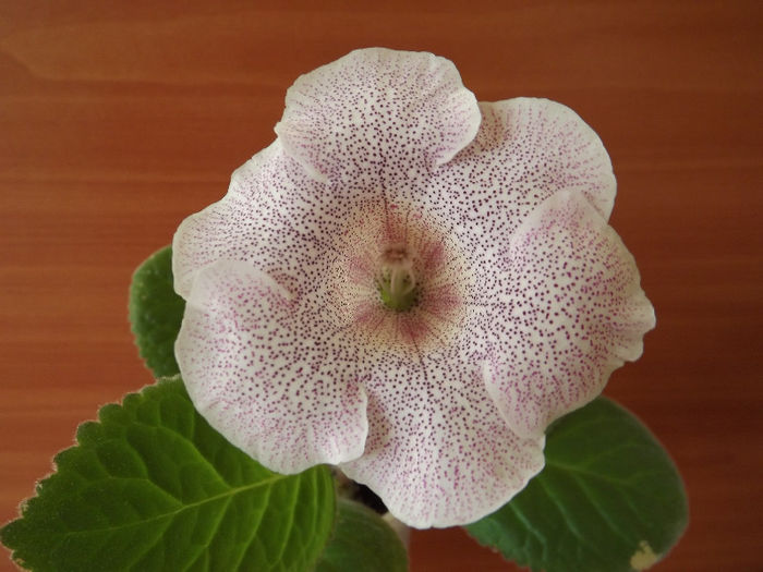 DSCF1030