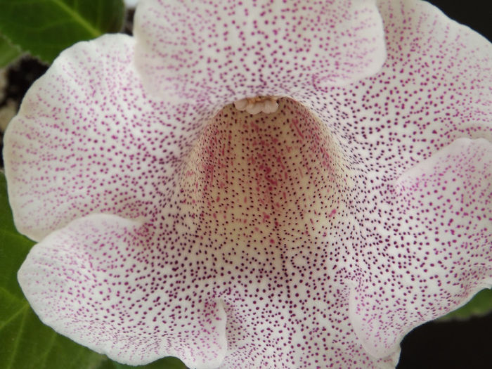 DSCF1042