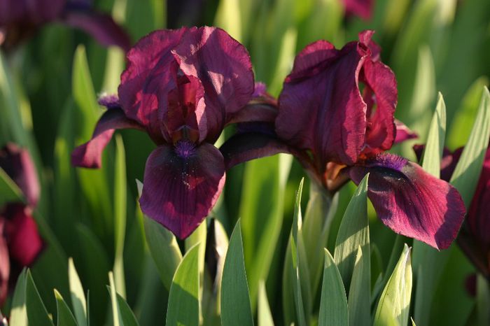 Iris pumila - OFERTA de irisi pentru 2013