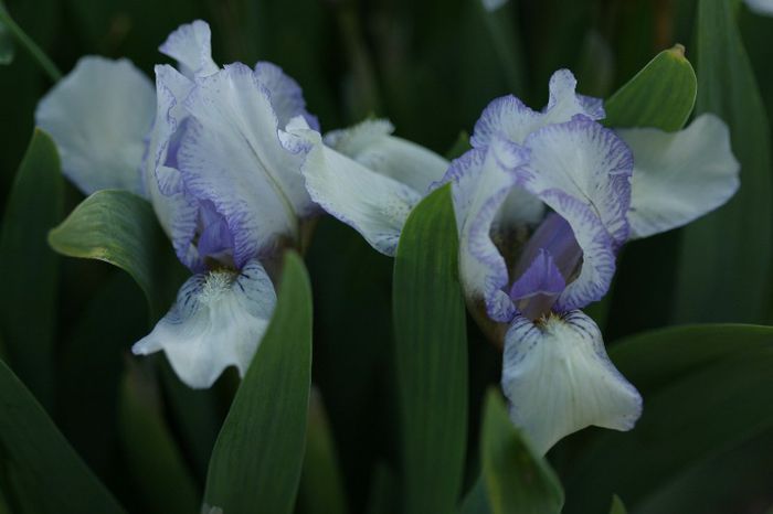 Iris pumila