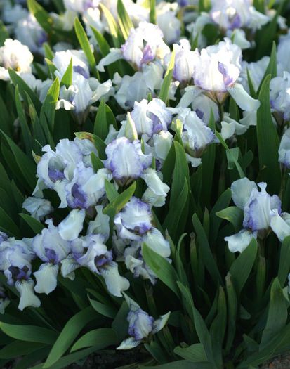 Iris pumila