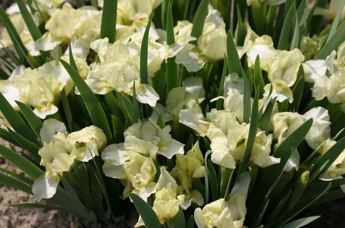 Iris pumilla Lemon Puff (11)