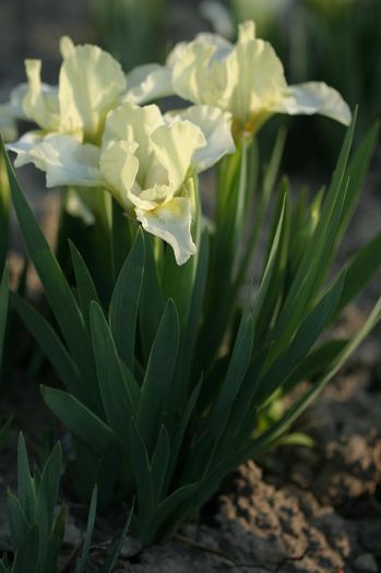 Iris pumilla