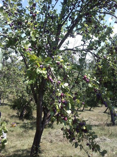 IMG230 - Gradina mea