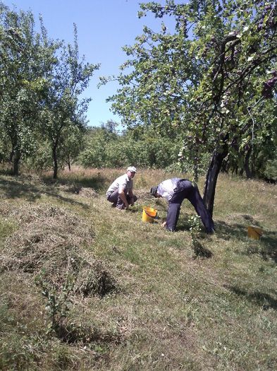 IMG233 - Gradina mea