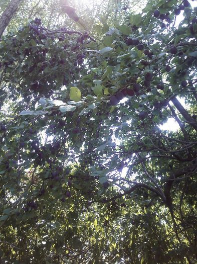 IMG262 - Gradina mea