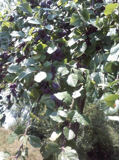 IMG263 - Gradina mea
