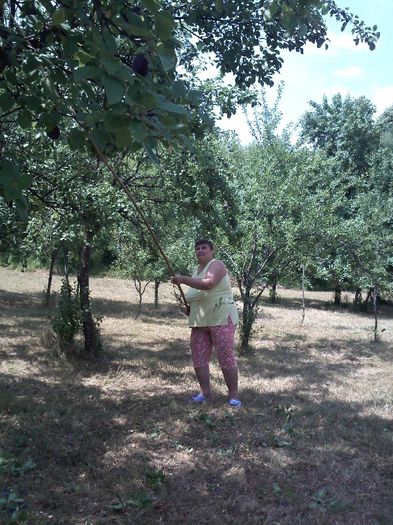 IMG277 - Gradina mea