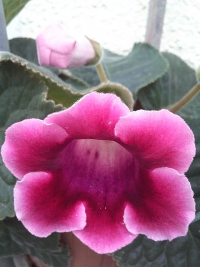 gloxinia