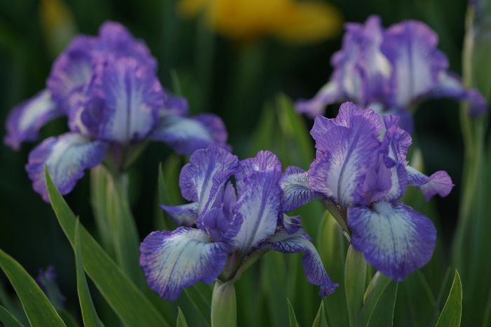 Iris pumilla