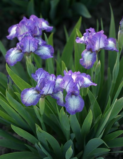 Iris pumilla