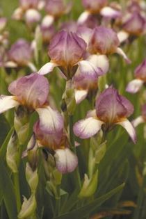 Iris pumila Rosemaries Dream