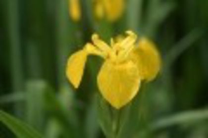 IRIS_pseudocorus